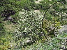 Рябина крымская 001